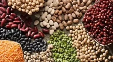 أسعار الفول البلدي وباقي البقوليات في كفر الشيخ الجمعة 21 نوفمبر 2025